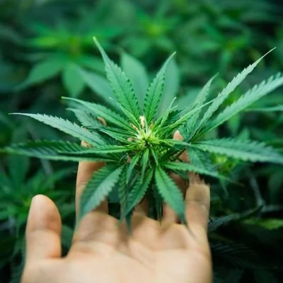 person holding cannabis leaves in vermont field