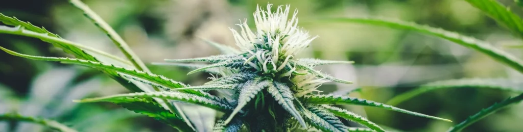 difference between hemp and cannabis