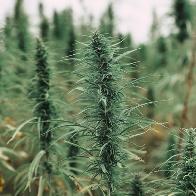 person holding hybrid cannabis seeds