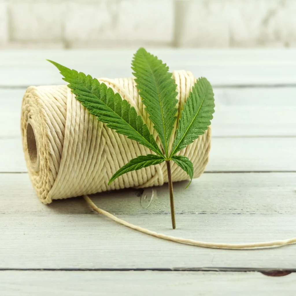 hemp vs cannabis what's the difference