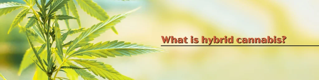 hero image asking what is hybrid cannabis