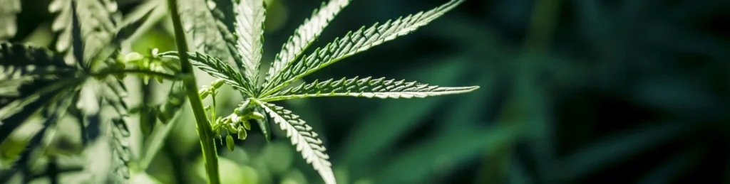 is cannabis legal in vermont