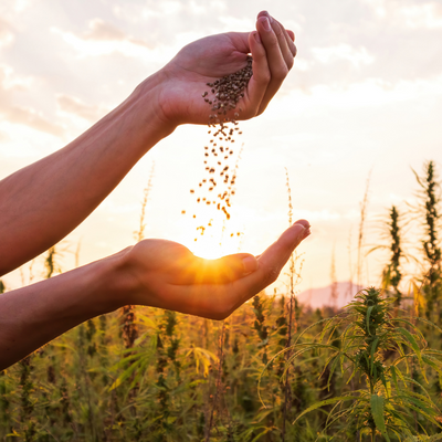 person holding hybrid cannabis seeds