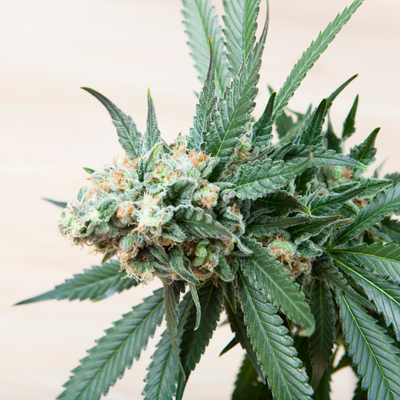 up close photo of indica cannabis strain