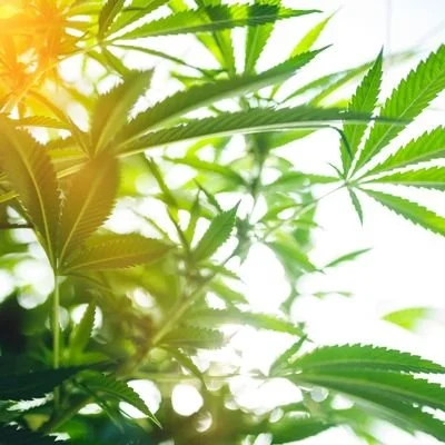 recreational cannabis growing for rutland dispensary