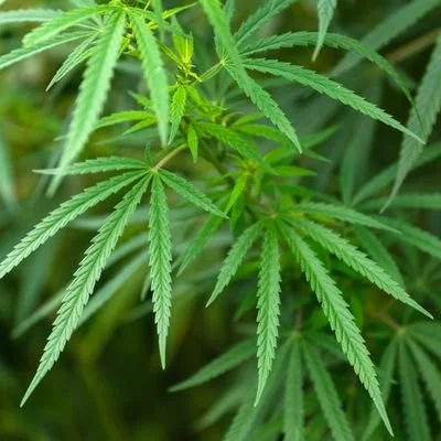 hemp plants growing for vermont dispensary