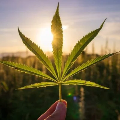 when was cannabis legalized in vermont