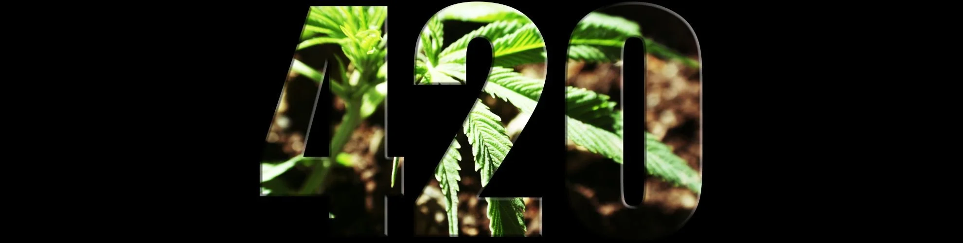 image of 420 with marijuana as background