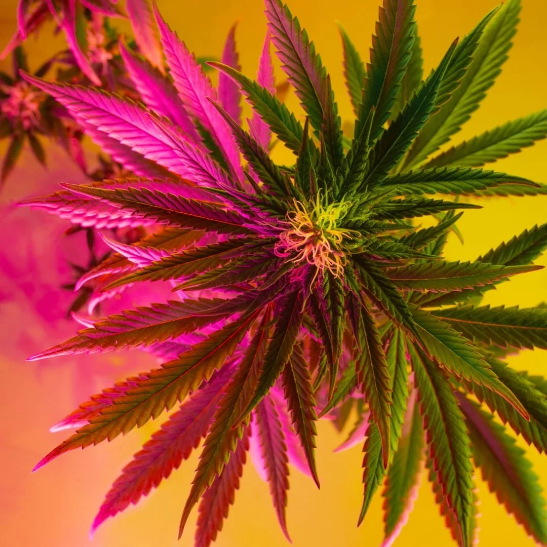 up close photo of cannabis plant